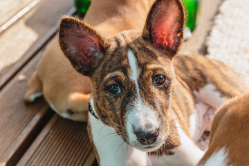 Basenji dog puppy close up portrait looking at camera