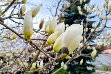 A blossoming magnolia branch in the garden in the spring. Magnolia blooms in the park.