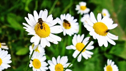 Natural colorful attractive bright and full of life, blossom and smell sunshine summer flower big camomile