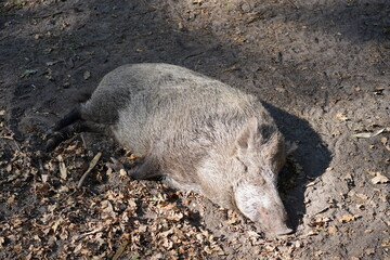 Schlafendes Wildschwein in der Sonne
