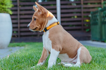 Basenji puppy siting in the yard and watching on side