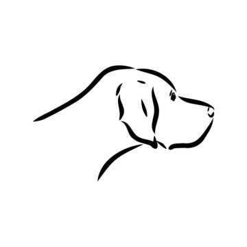 Decorative outline portrait of cute pointer dog vector illustration in black color isolated on white background. Isolated image for design and tattoo.