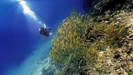 Scuba diver and huge school of fish 