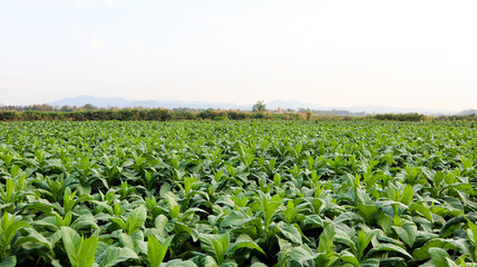 View of tobacco plant with gray sky in background