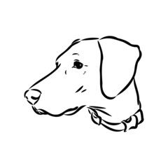Decorative outline portrait of cute pointer dog vector illustration in black color isolated on white background. Isolated image for design and tattoo.