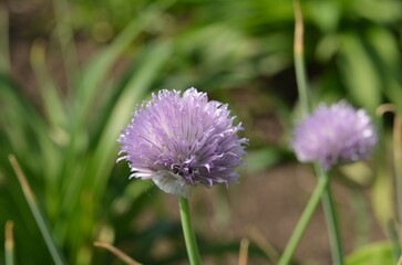 Blooming wild chives, scientific name Allium karelinii