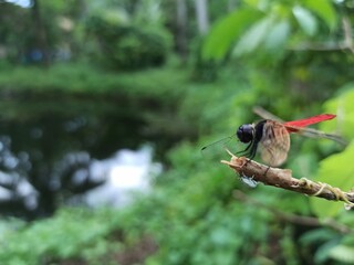 dragonfly on a branch