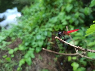 dragonfly on a branch