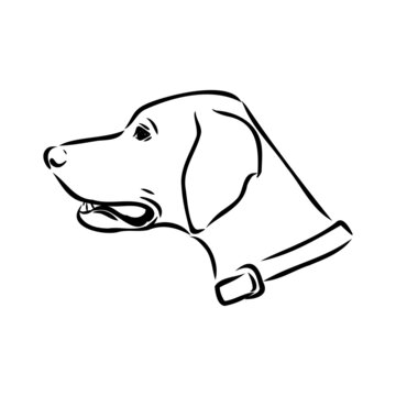 Decorative outline portrait of cute pointer dog vector illustration in black color isolated on white background. Isolated image for design and tattoo.