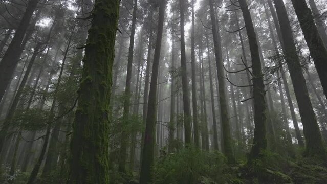 Mysterious misty forest on Sao Miguel Island, Azores, Portugal. Camera moves through the trees in foggy wet forest. Nature of Azores