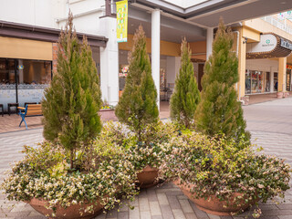 displayed green trees and tiny flowers in public space in the mall in tokyo