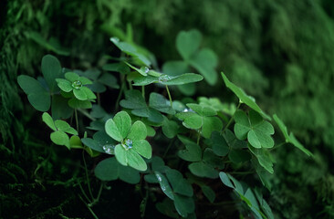 Clover leaves with water drops close up, dark green natural background. Beautiful image of summer nature. ecology, earth day. Green three-leaves, shamrocks, symbol of St.Patrick`s day holiday