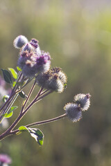 flowers at summer sunnt day