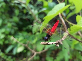 dragonfly on a branch