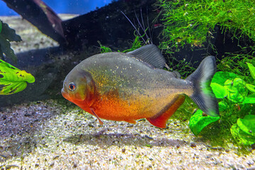 Close up of Red-bellied piranha in a fish tank. Pygocentrus nattereri species native to South...