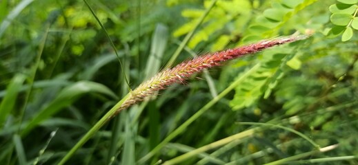 close up of a grass flower 