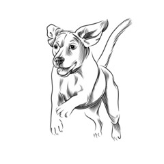 Running dog hand drawn sketch. Front view of happy beagle dog moving black graphic sketch isolated on white background. Vector illustration