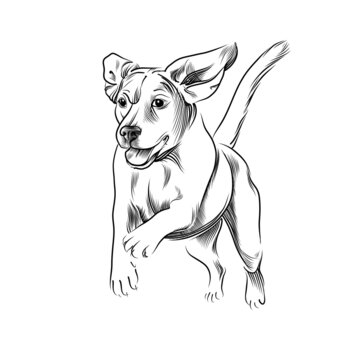 Running dog hand drawn sketch. Front view of happy beagle dog moving black graphic sketch isolated on white background. Vector illustration