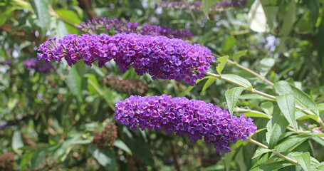 Purple flowers of a Butterfly Bush. Buddleja davidii