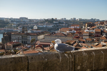 Seagull on a viewpoint in Porto, Portugal