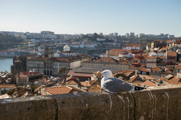 Seagull on a viewpoint in Porto, Portugal