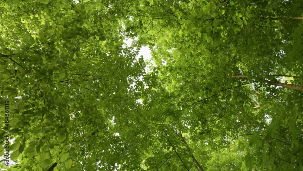 Aufkleber bottom up view of spring green foliage of trees. walk in park or forest with your head up. lush foli