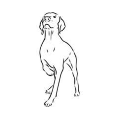 Decorative outline portrait of cute pointer dog vector illustration in black color isolated on white background. Isolated image for design and tattoo.