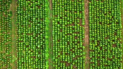 Top view of afforestation of the area. Tree population restoration.