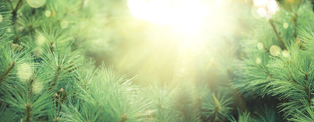 Fototapeta na wymiar Close-up evergreen fir branch. Soft focus