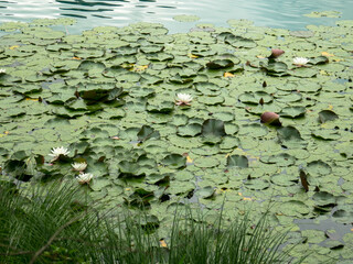 Top view
Beautiful water lilies with green leaves on the water surface in the pond
