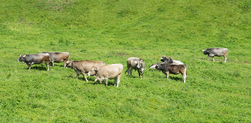 Fototapeta premium Freely grazing domestic and healthy cows on an idyllic sunny summer mountain pasture in free range. Free range, organic cattle farming and agriculture concept.
