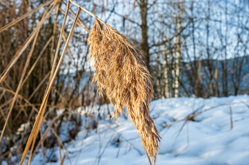 Schilf im Winter