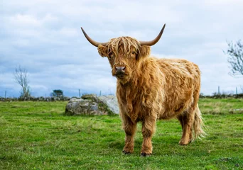Papier Peint photo Lavable Highlander écossais Scottish highland cow