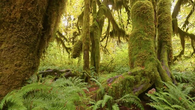 Rain forest in Olympic National Park, Washington, United States. Camera moves along path among trees overgrown with moss and bushes. 4K gimbal shot