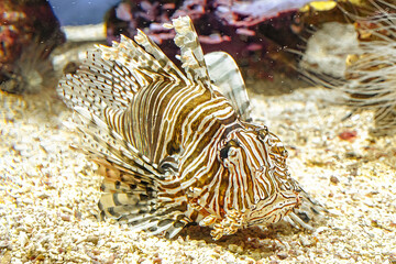close up of a Lionfish of aquarium with venomous fins in coral depth. venomous predator fish of Pterois miles species. Devil firefish of Indian Ocean, from the Red Sea, to South Africa, Indonesia