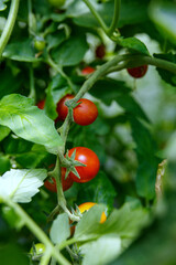 tomatoes in the garden
