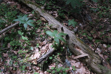 Natural variety that is observable in Vercors Valley forest, France.
It gathers a great variety of settings, vegetation, rocks, uprooted trees, cascade, and more.
