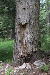 Natural variety that is observable in Vercors Valley forest, France.
It gathers a great variety of...