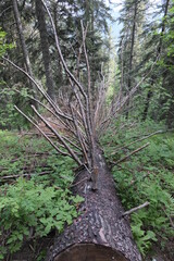 Natural variety that is observable in Vercors Valley forest, France.
It gathers a great variety of...