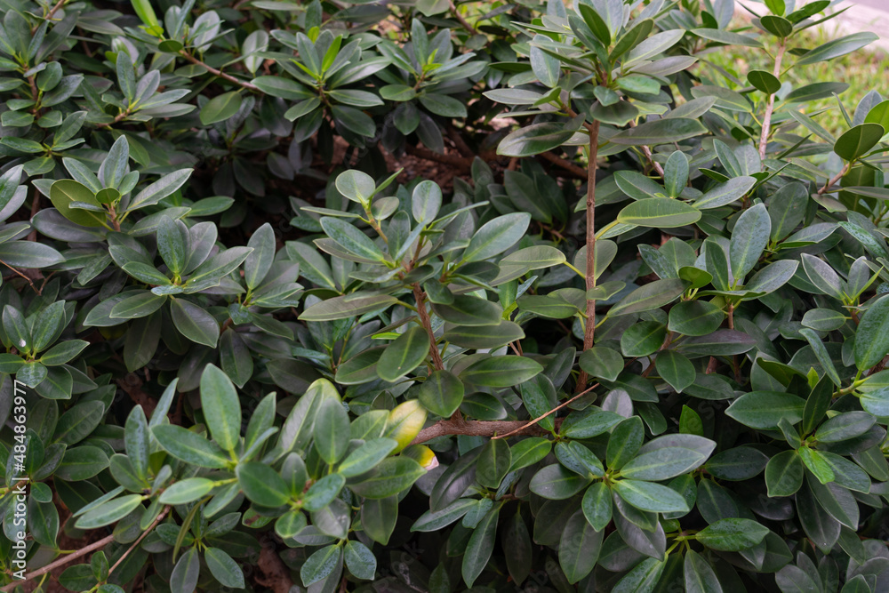 Wall mural ficus microcarpa var. crassifolia . hedge. ficus microcarpa, also known as chinese banyan, malayan b