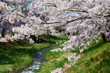 Obraz na płótnie Canvas 観音寺川の桜並木。猪苗代、福島、日本。4月下旬。