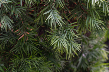 Afrocarpus falcatus (syn. Podocarpus falcatus) family Podocarpaceae.  common yellowwood, bastard yellowwood, outeniqua yellowwood, African pine tree, weeping yew