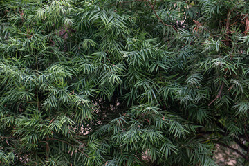 Afrocarpus falcatus (syn. Podocarpus falcatus) family Podocarpaceae.  common yellowwood, bastard yellowwood, outeniqua yellowwood, African pine tree, weeping yew