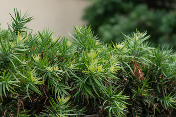 Afrocarpus falcatus (syn. Podocarpus falcatus) family Podocarpaceae.  common yellowwood, bastard yellowwood, outeniqua yellowwood, African pine tree, weeping yew