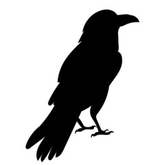 Raven silhouette ,on white background, vector