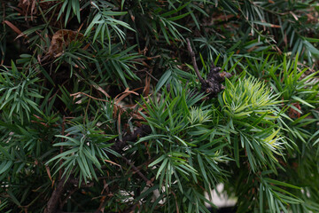 Naklejka na ściany i meble Afrocarpus falcatus (syn. Podocarpus falcatus) family Podocarpaceae. common yellowwood, bastard yellowwood, outeniqua yellowwood, African pine tree, weeping yew