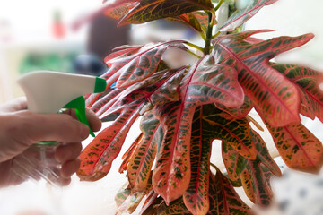 Sprinkler watering for plants beside fences, Sprinkler head watering the flowers