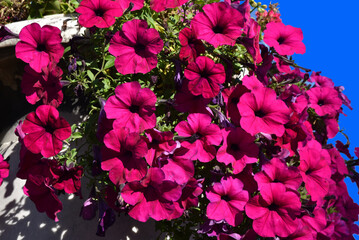 Pétunias roses en été