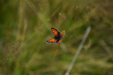 Schmetterling Orange