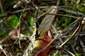 Blick des Drachen